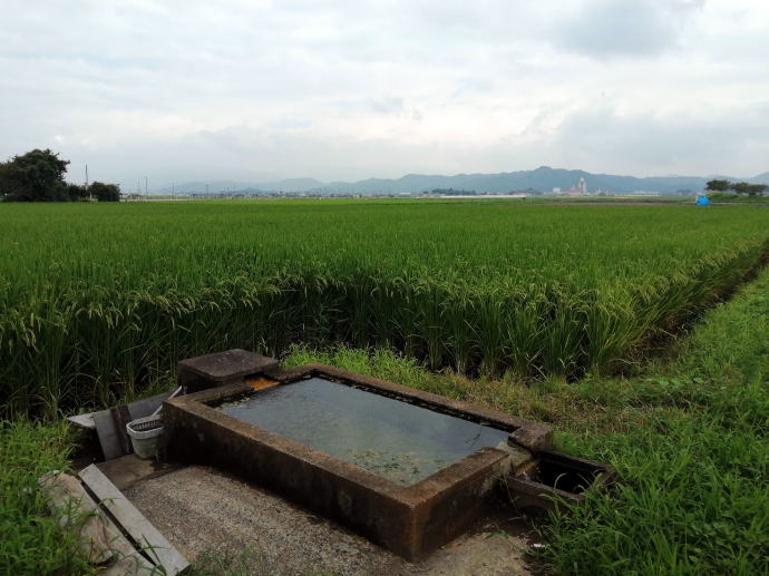 �쐢�p�O�ꉷ��y�����s���z