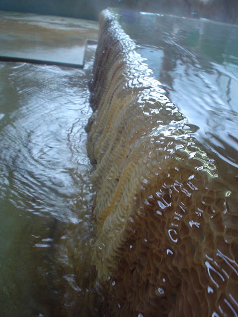 ���̐쉷�� ���̏o���y�����s���z